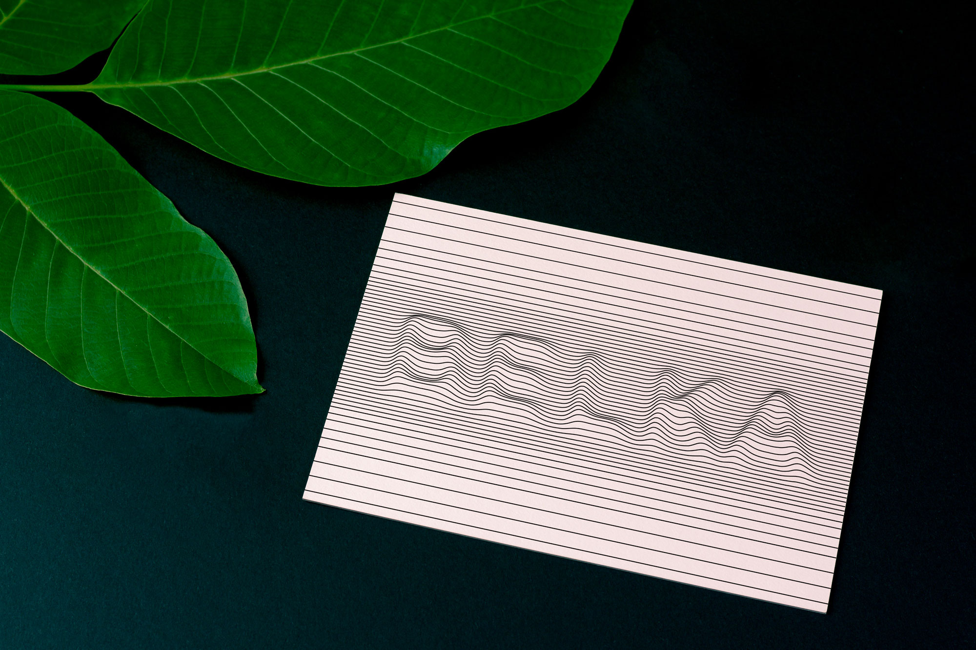 Дизайн почтовой открытки Belka подготовлен в студии TrofotoDesign